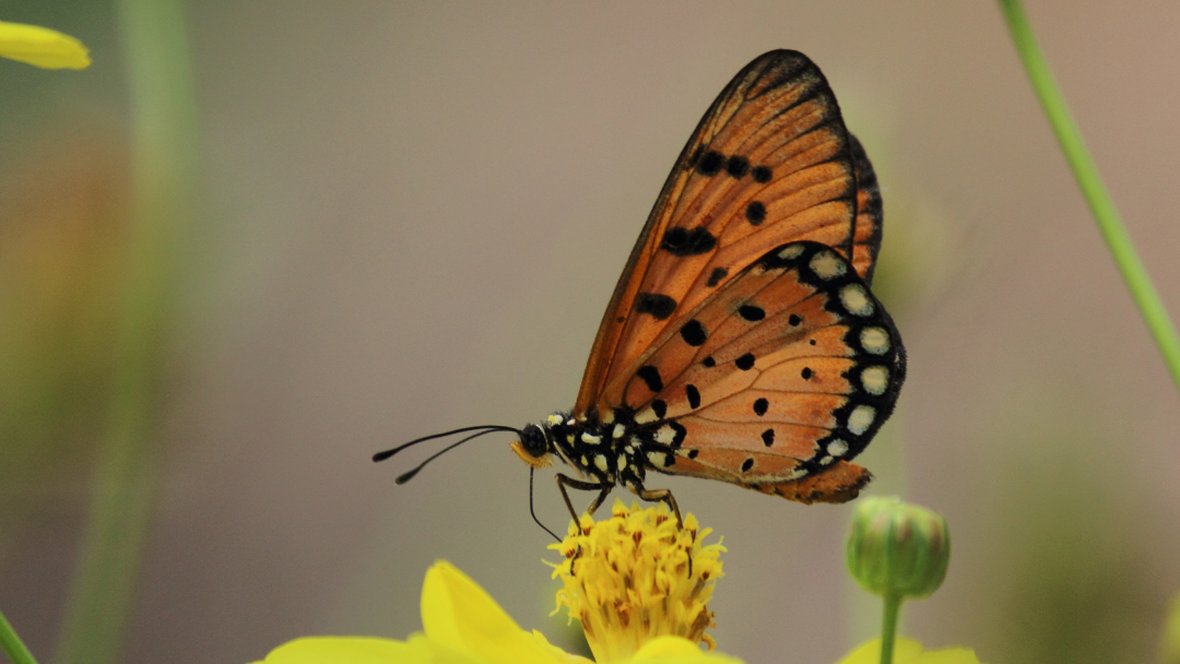 Bruce Beginnings, Junior_ Powerful Pollinators