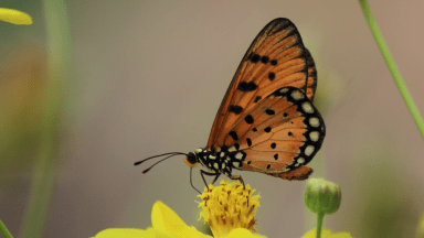 Bruce Beginnings, Junior_ Powerful Pollinators