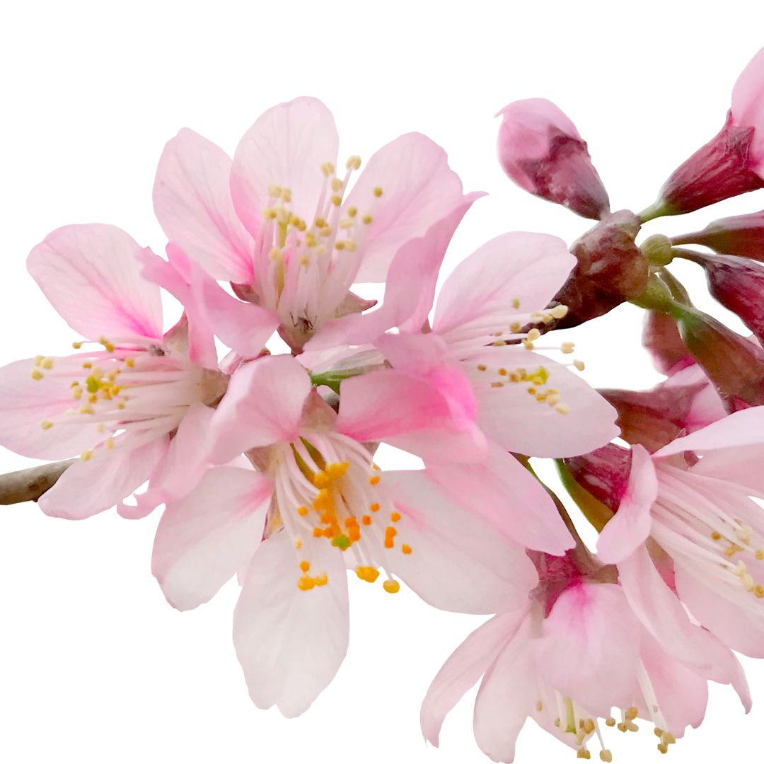 Bruce Beginnings, Junior_ Spring Flowers