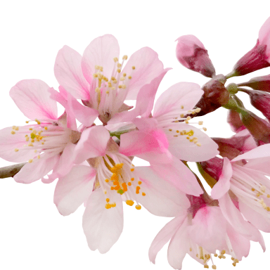 Bruce Beginnings, Junior_ Spring Flowers