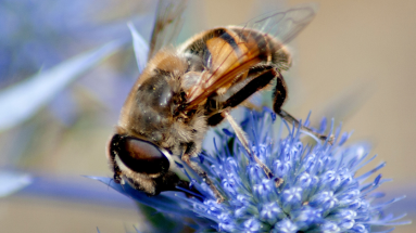 Bruce Beginnings_ Powerful Pollinators