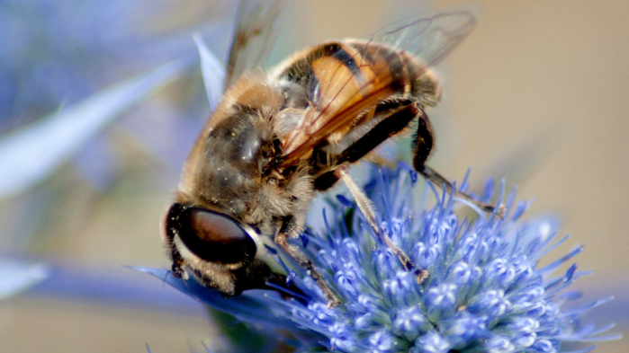 Learn about bees through a story, a gall