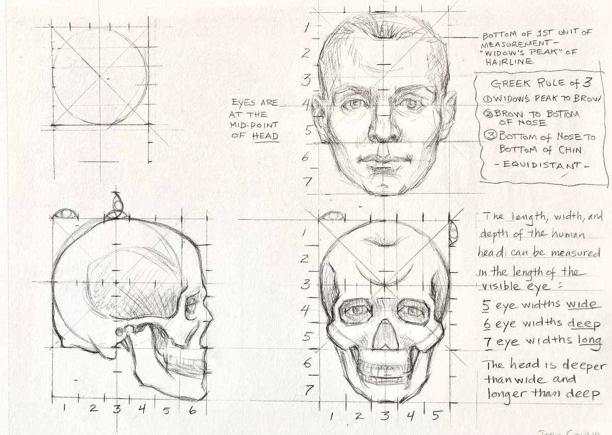 HEAD PROPORTIONS