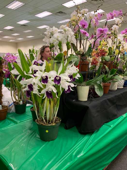 The Long Island Orchid Society will be h