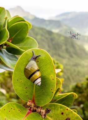 Kahuli_Drone2