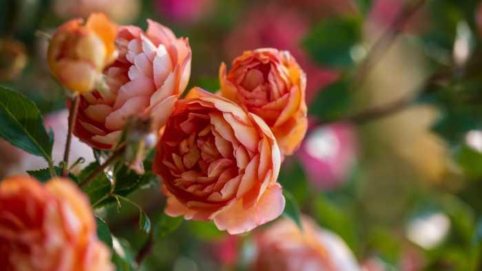 Celebrate our Rose Garden with us! We’ll