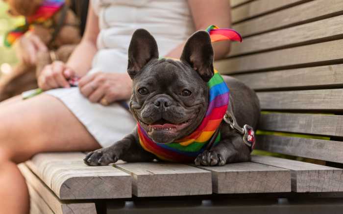 Celebrate Pride – a celebration for ALL