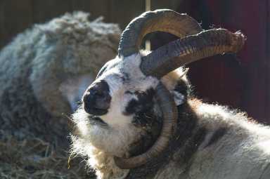 Queens Sheep Shearing