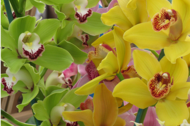 cm7mfhe89032q0dnx8pmxwqwf-6-16-6-17-orchids.0.50.4500.3000.full