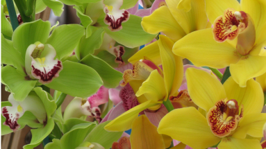 cm7mfhe89032q0dnx8pmxwqwf-6-16-6-17-orchids.0.50.4500.3000.full