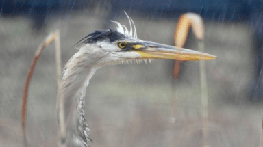great-blue-heron-J.-Jensen