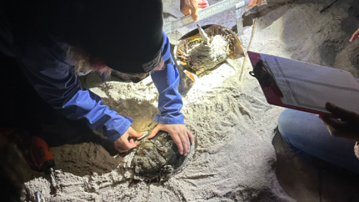 horseshoe-crab-tagging