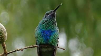 hummingbird