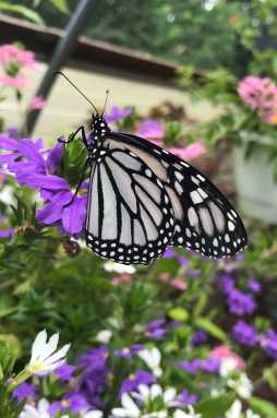 lif-calendar-Butterfly-and-Bird-Festival-2025-06