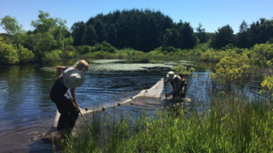 seining-for-freshwater-pond