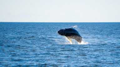 whale