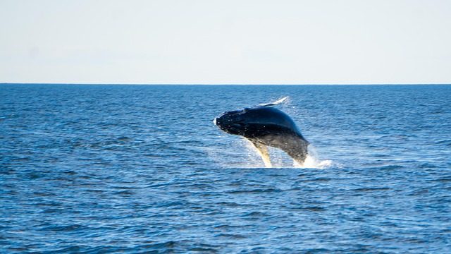 whale
