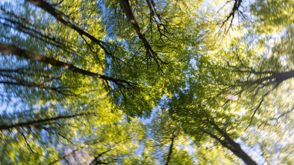 ForestBathing123-1024×682