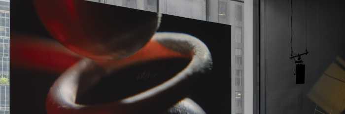 The Museum of Modern Art announces Rosa