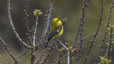 breeding-warbler-blue-winged-warbler