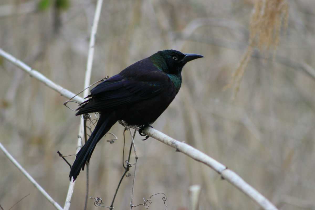 common-grackle-scaled-YdkI5j.tmp_