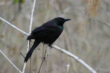 common-grackle-scaled-YdkI5j.tmp_