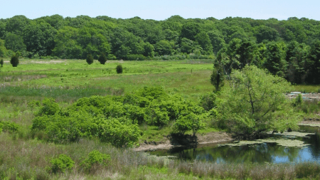 grassland-walk