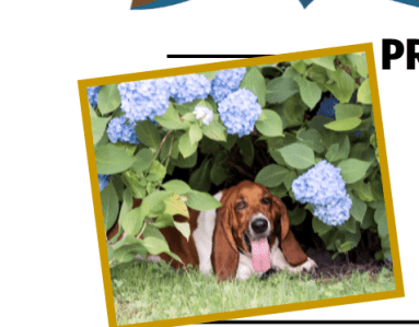 pet photos