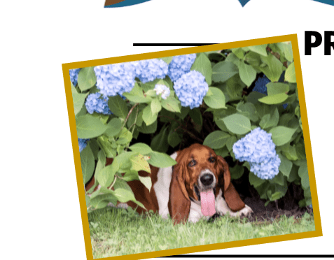 pet photos