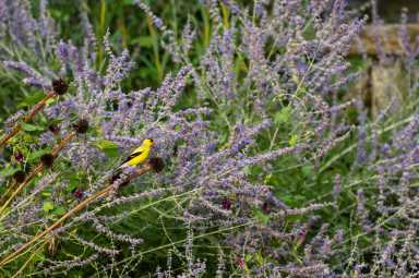 wave-hill_Summer-Birding_credit-John-Karsten-Moran