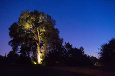 wave-hill_Summer-Nights-Starry-Skies_credit-Joshua-Bright (1)