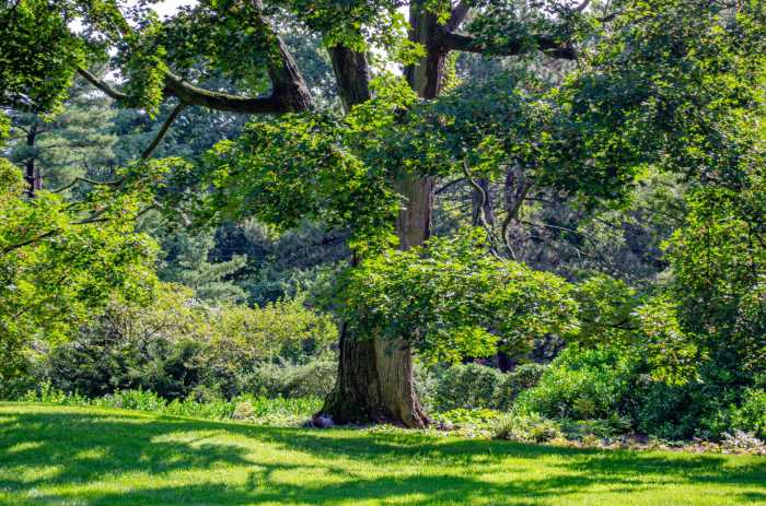The history of the trees in our landscap