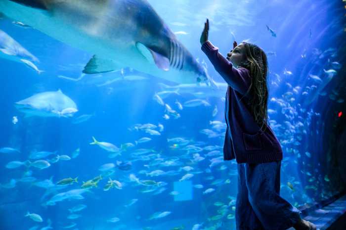   Adventure Aquarium is joining the “Sha