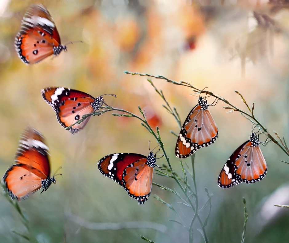 Bruce Beginnings Junior_ Beautiful Butterflies