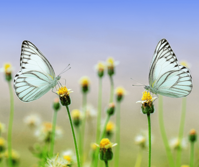 Learn all about butterflies and their li