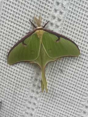 Moth