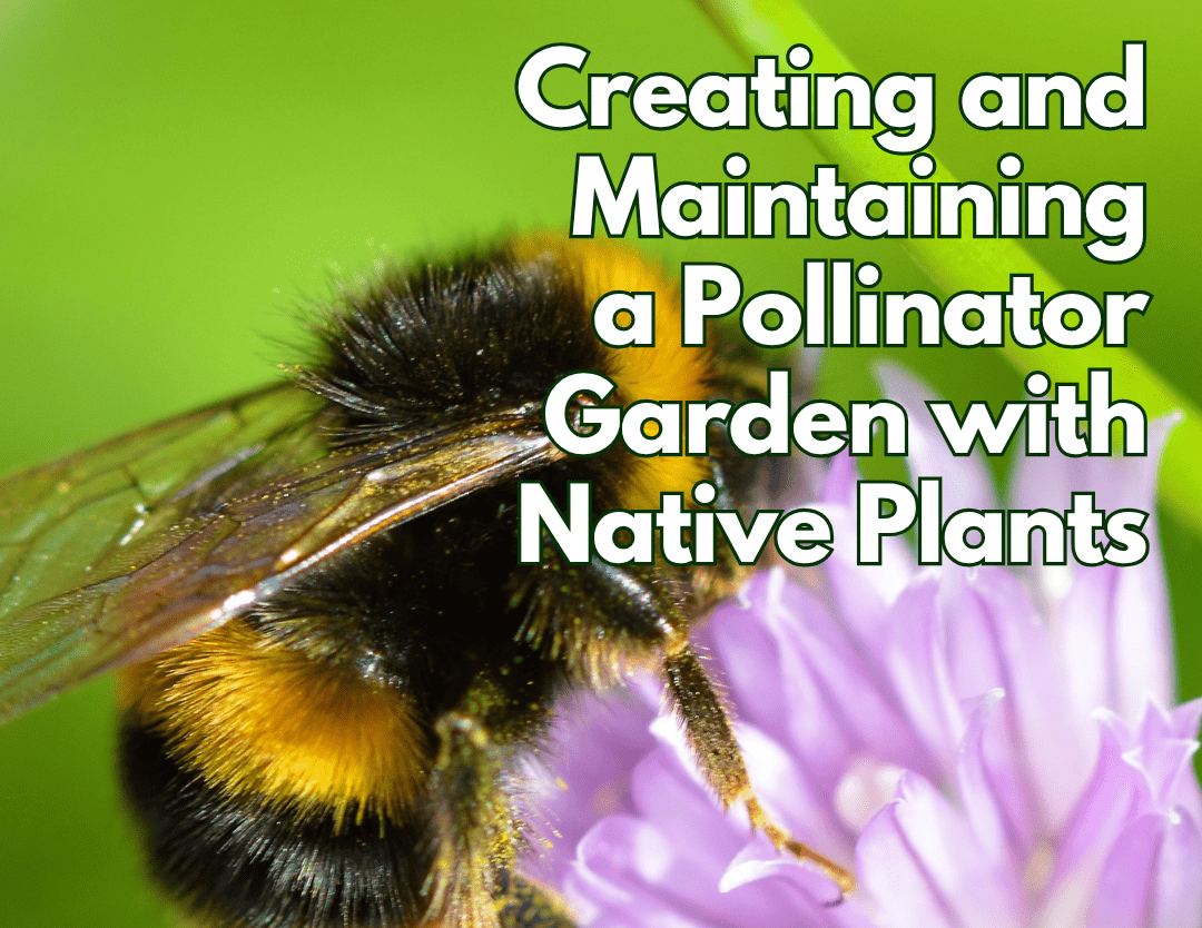 Pollinator Gardens_August 2025