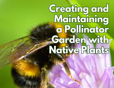 Pollinator Gardens_August 2025