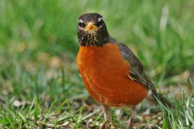 American Robin1