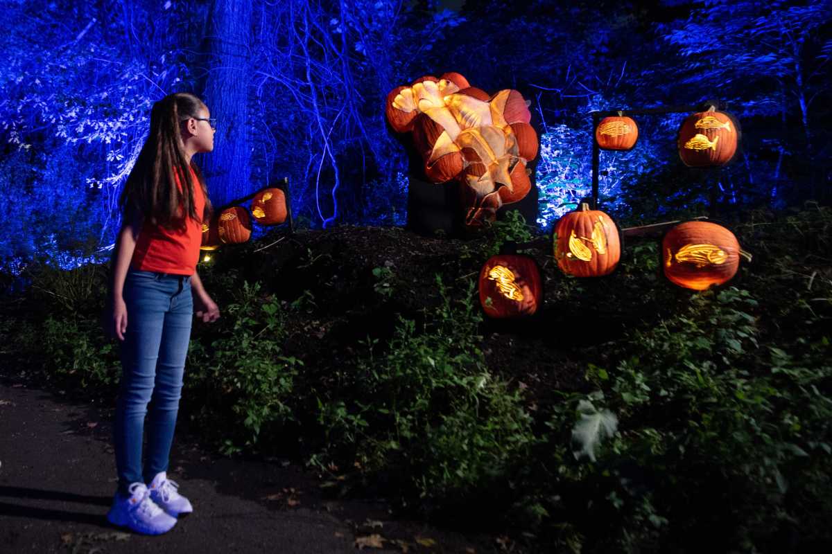 Pumpkin Nights with Visitors