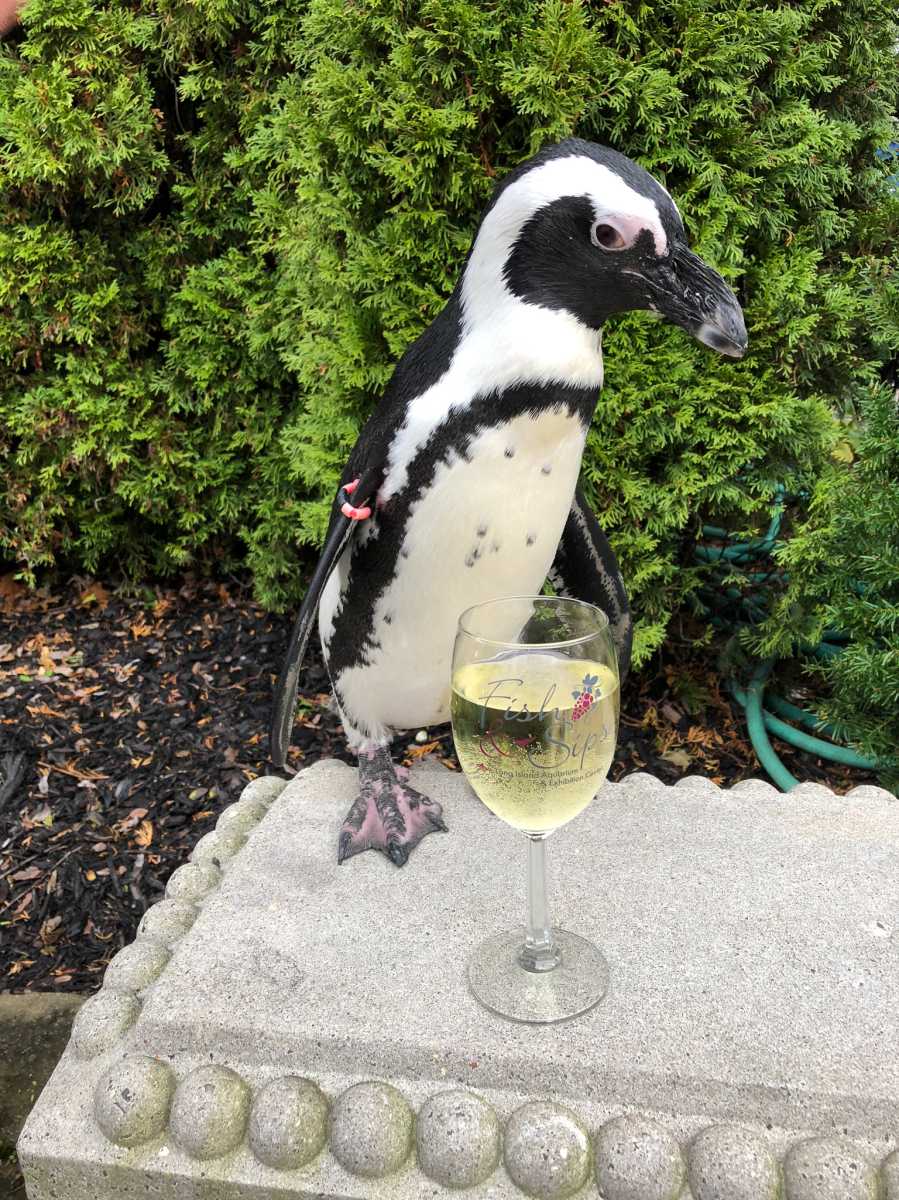 Fish and Sips Penguin