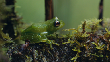 Ivohiboro still frog_24©hautetcourtdoc