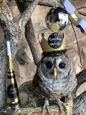 New Year Owl