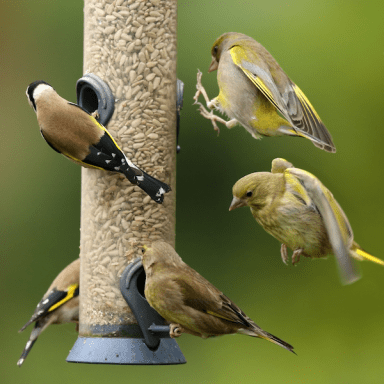 bird-feeding-