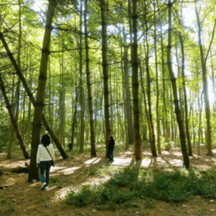 Take a 90-minute meditative Forest Bathi