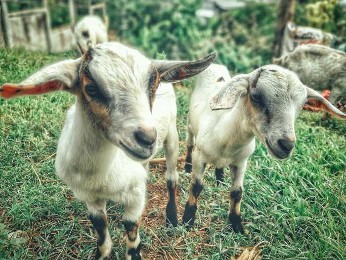 What does a GOAT PETTING ZOO have to do