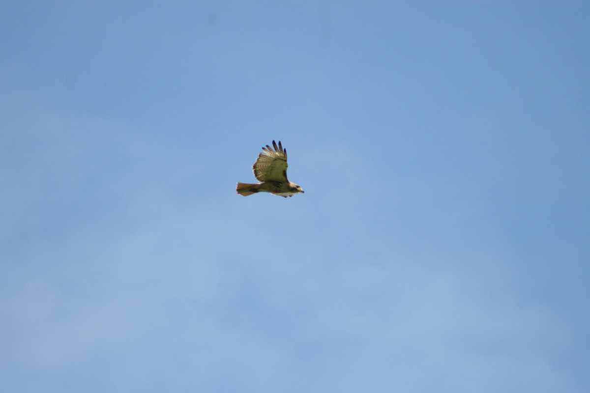 red-tailed-hawk-scaled-w69BS9.tmp_