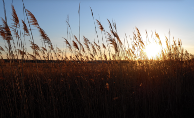 summer marsh