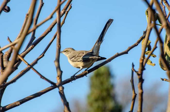 Fall is peak migration time along the Hu