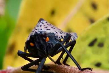 2025 Creepy Crawlies in the Woods – no text